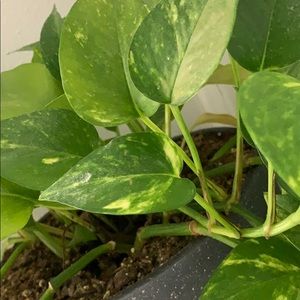 Meet your Posher, A’driana